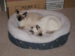more kittens